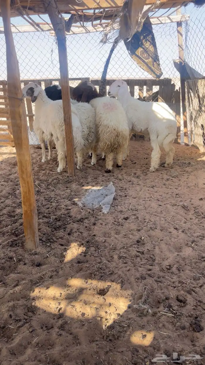 جذعان طليان نعيم و حري طيبة بإذن الله 3