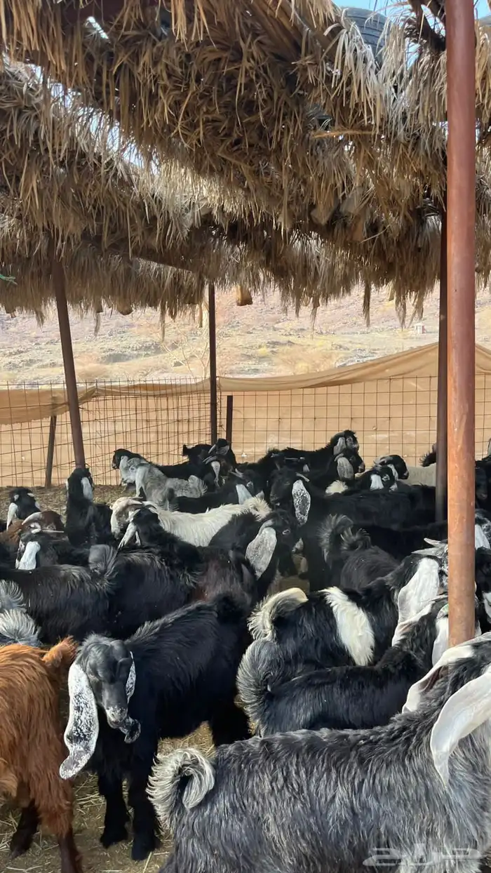 تيوس بلدي ذبائح 14