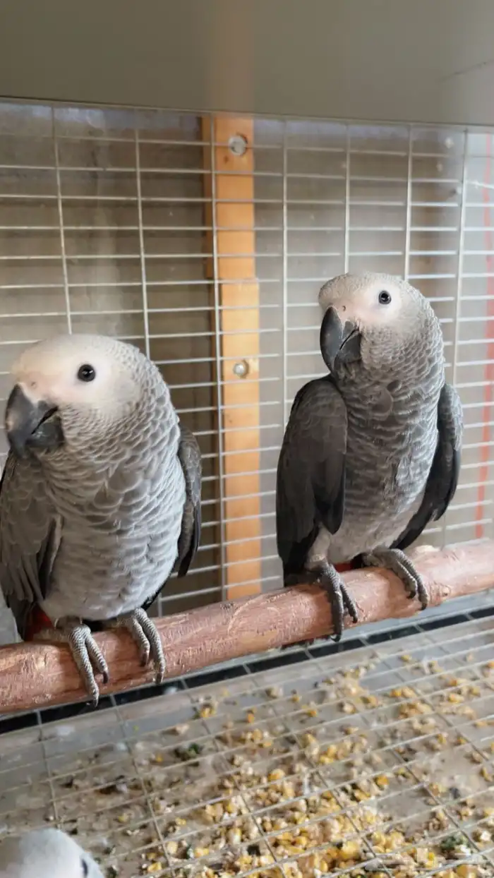 فروخ كاسيكو للبيع 1