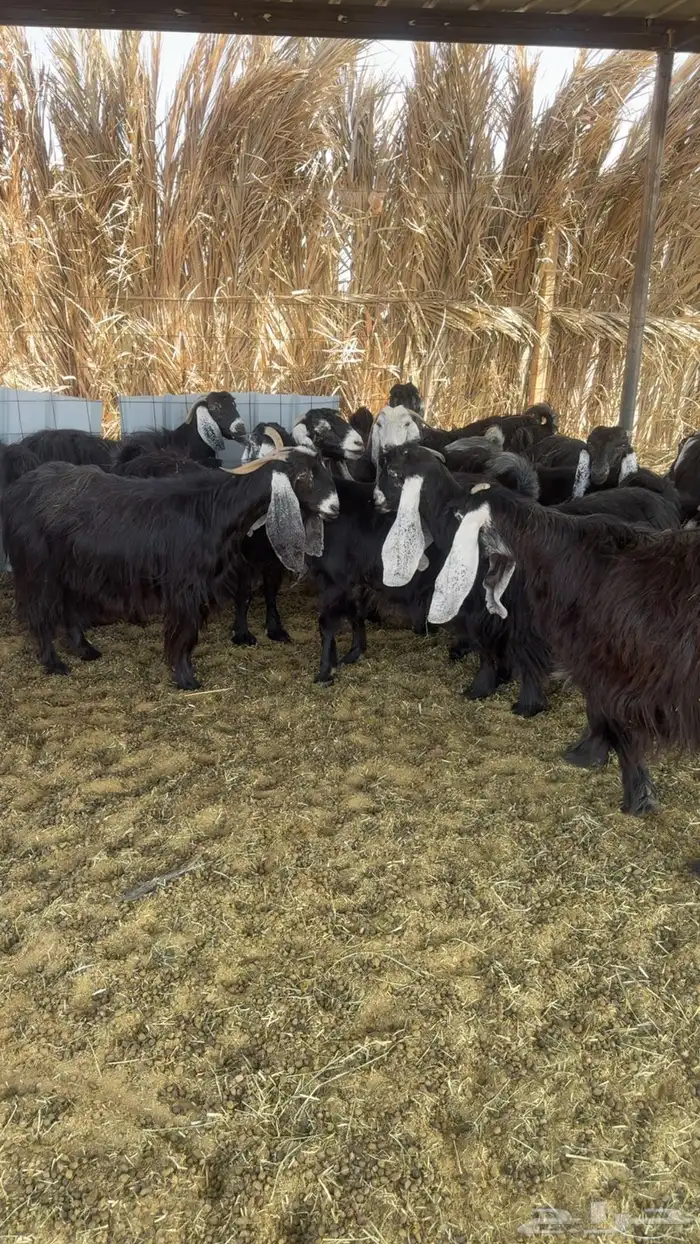 بيعن الله يبارك لشاري 4