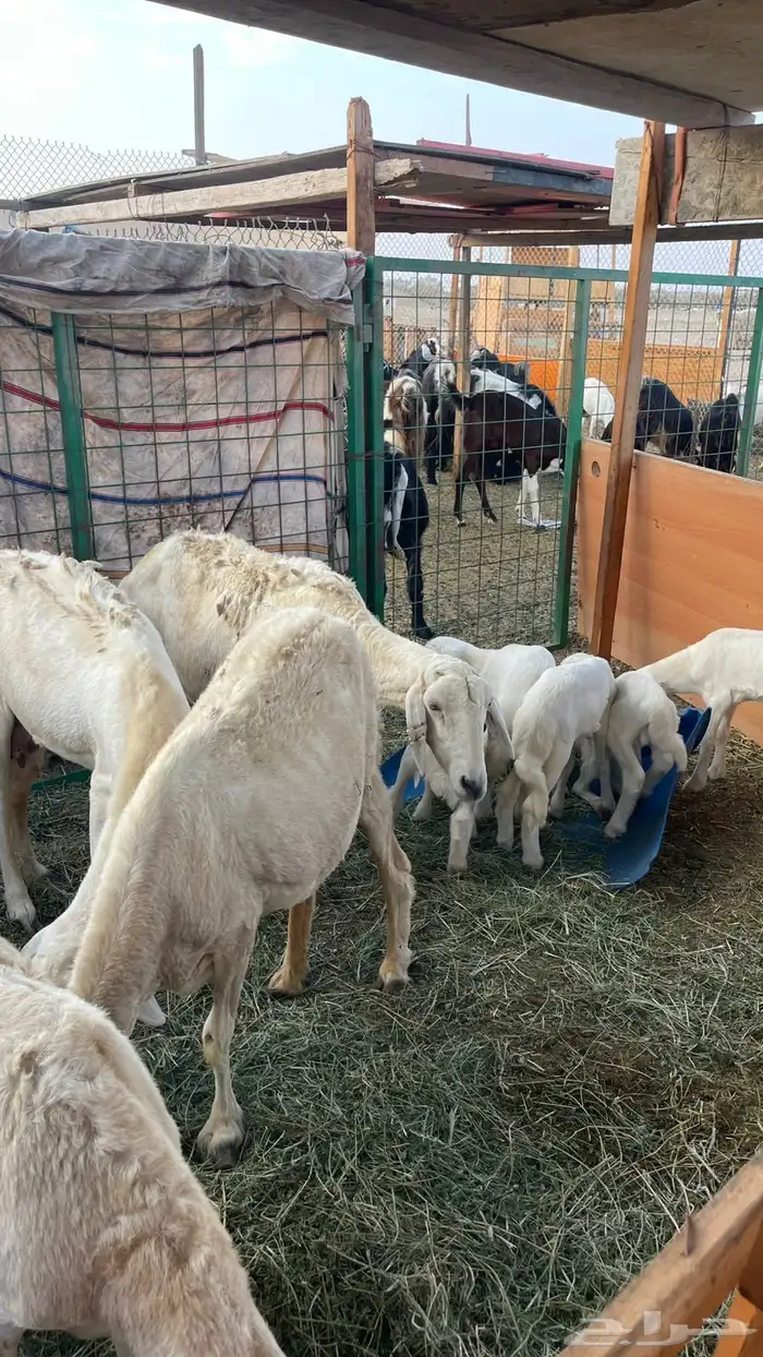 ضان ولد طيبة 2