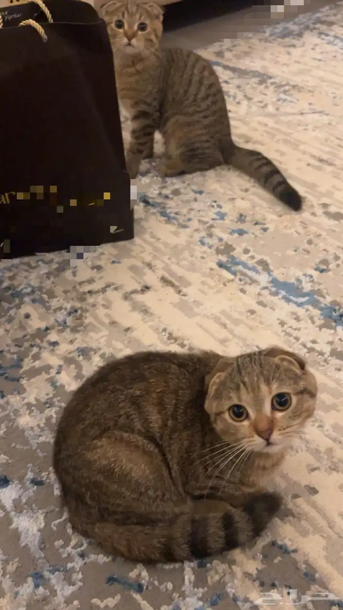 للبيع العمر 4شهور 0