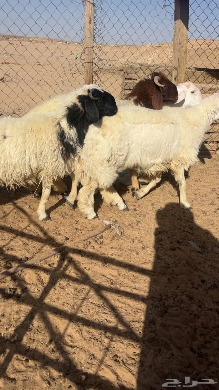 جذعان طليان نعيم و حري طيبة بإذن الله 1