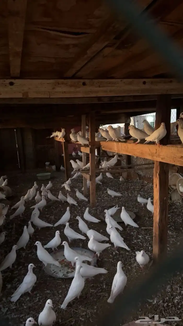 حمام فرنسي 0