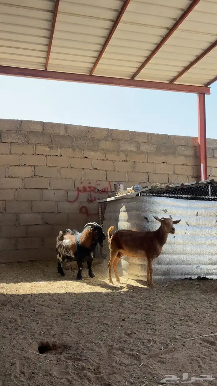 للبيع تيس قزم أمريكي صنف الصنف 4