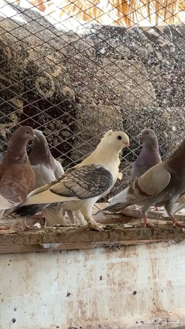 حمام للبيع بالعلا 2