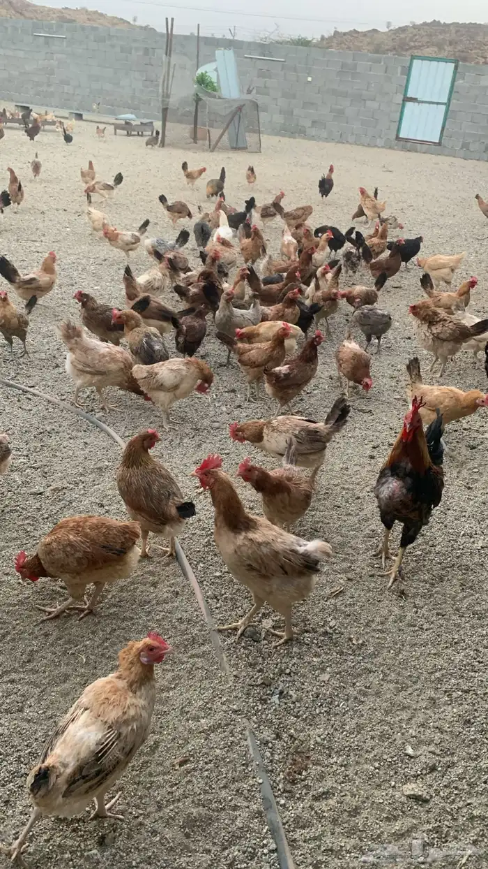 دجاج بلدي -صوص فواتح 0