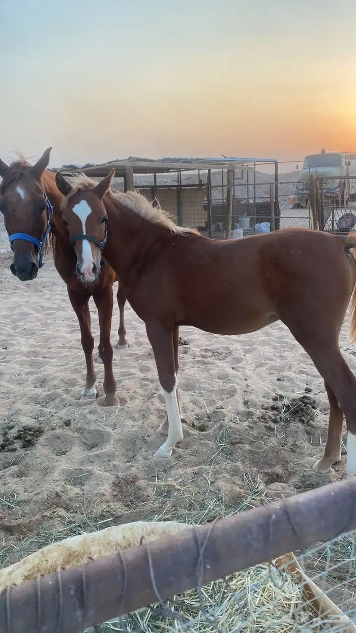 فرس وتحتها مهر وبإذن الله لقاح 1