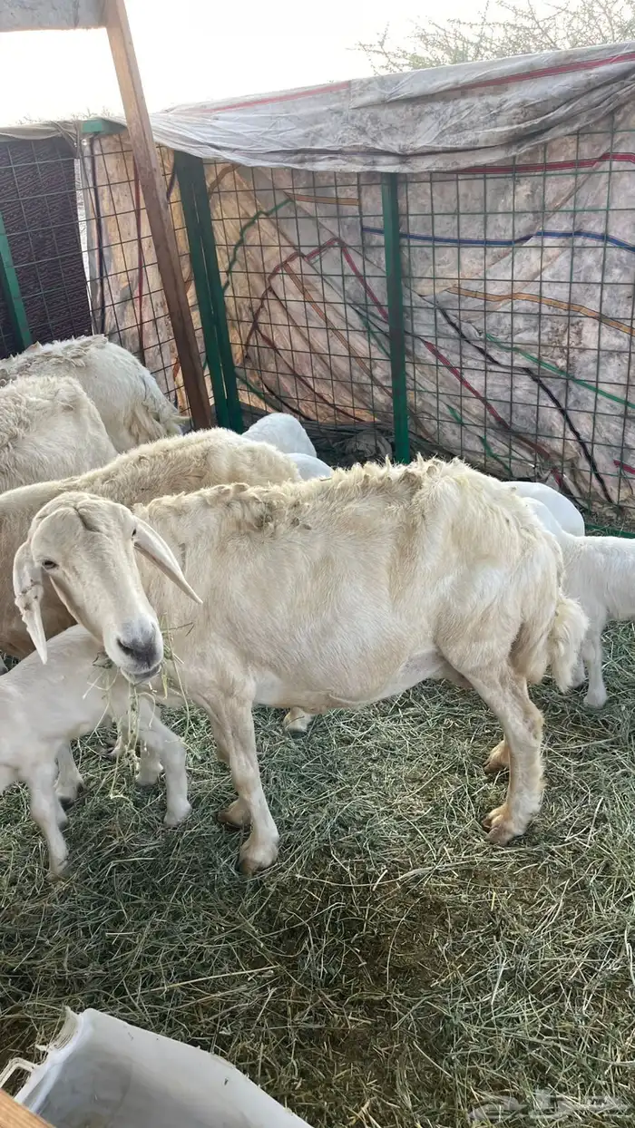 ضان ولد طيبة 1