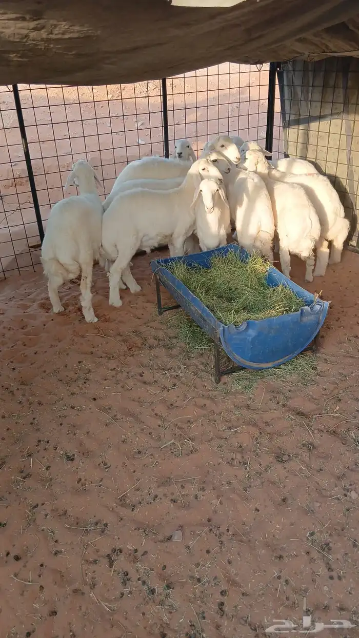 طليان حريه للبيع 3