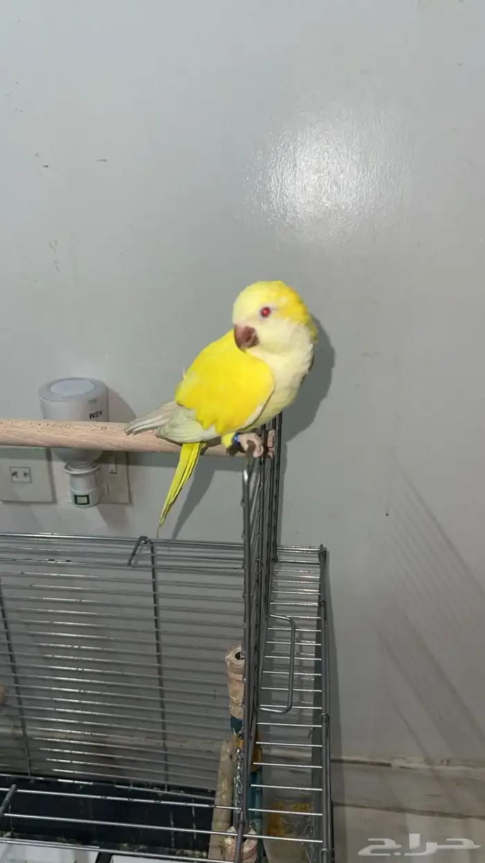 كويكر لاتينو اليف 0