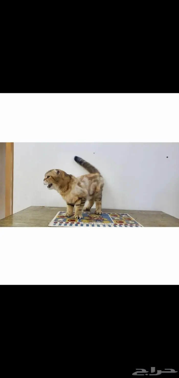 سكوتش فولد 1