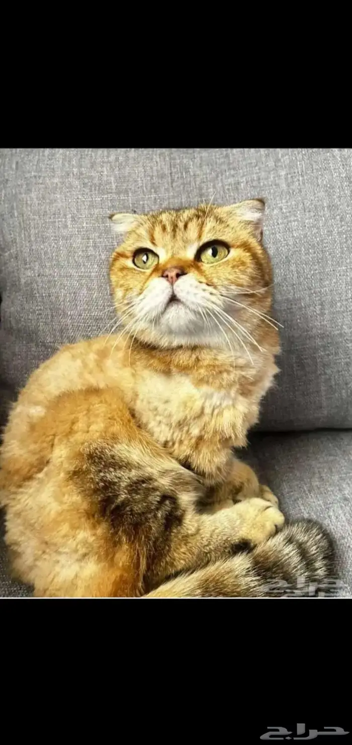 سكوتش فولد 0