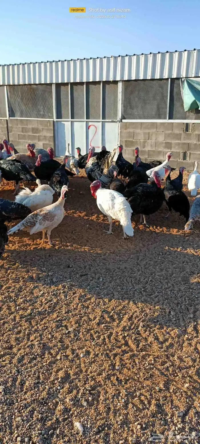 50 دجاجه رومي العمر 11 شهر 1