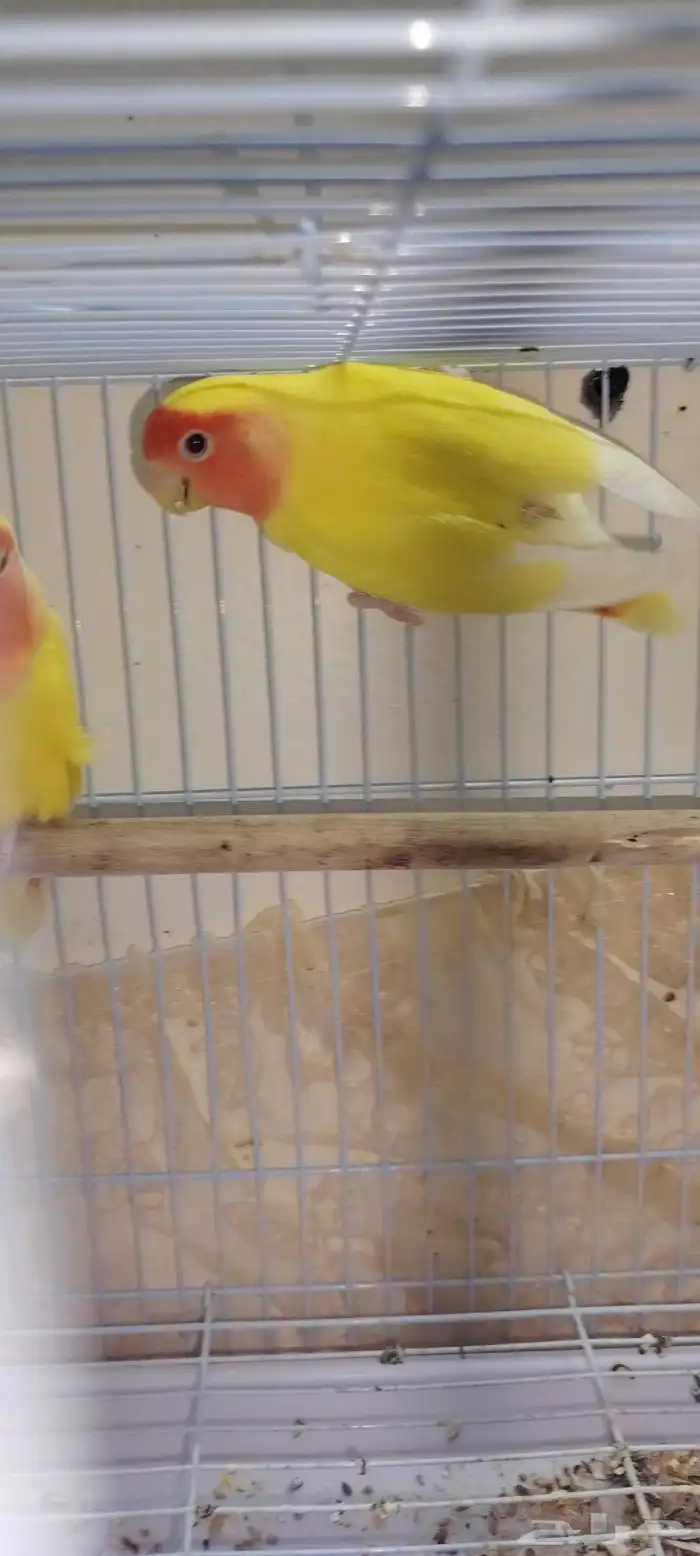 روز لاتينو للبيع او البدل بطيور مناسبة 4