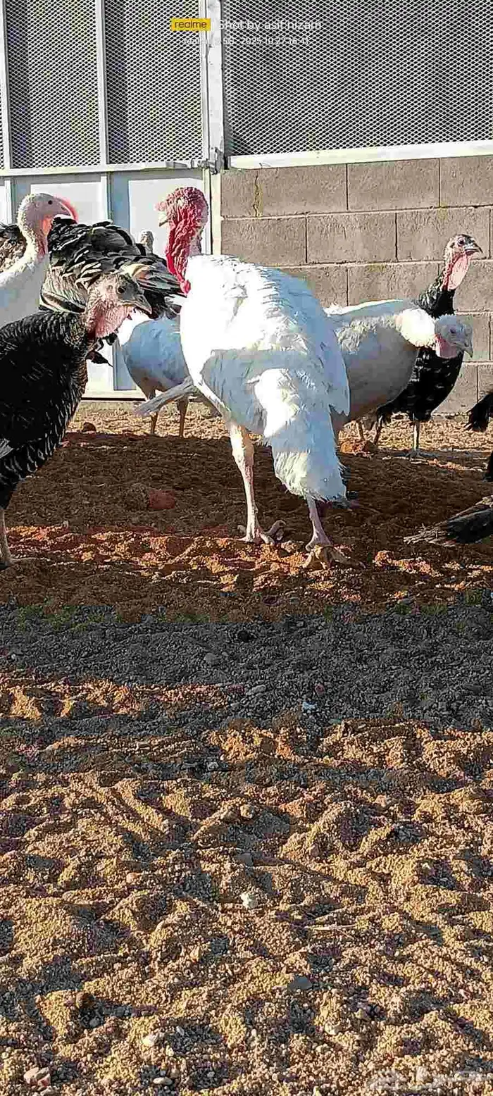 50 دجاجه رومي العمر 11 شهر 8