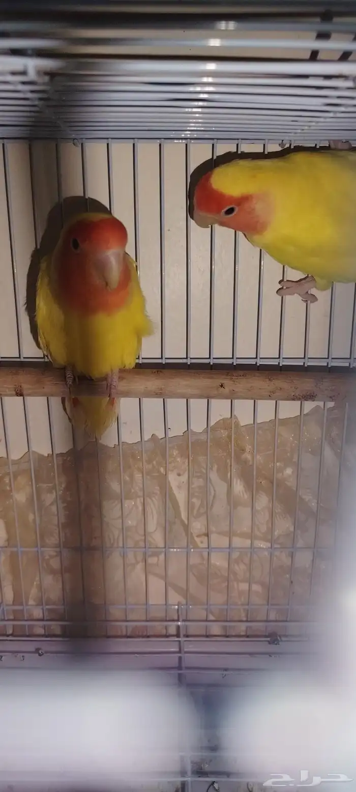 روز لاتينو للبيع او البدل بطيور مناسبة 0