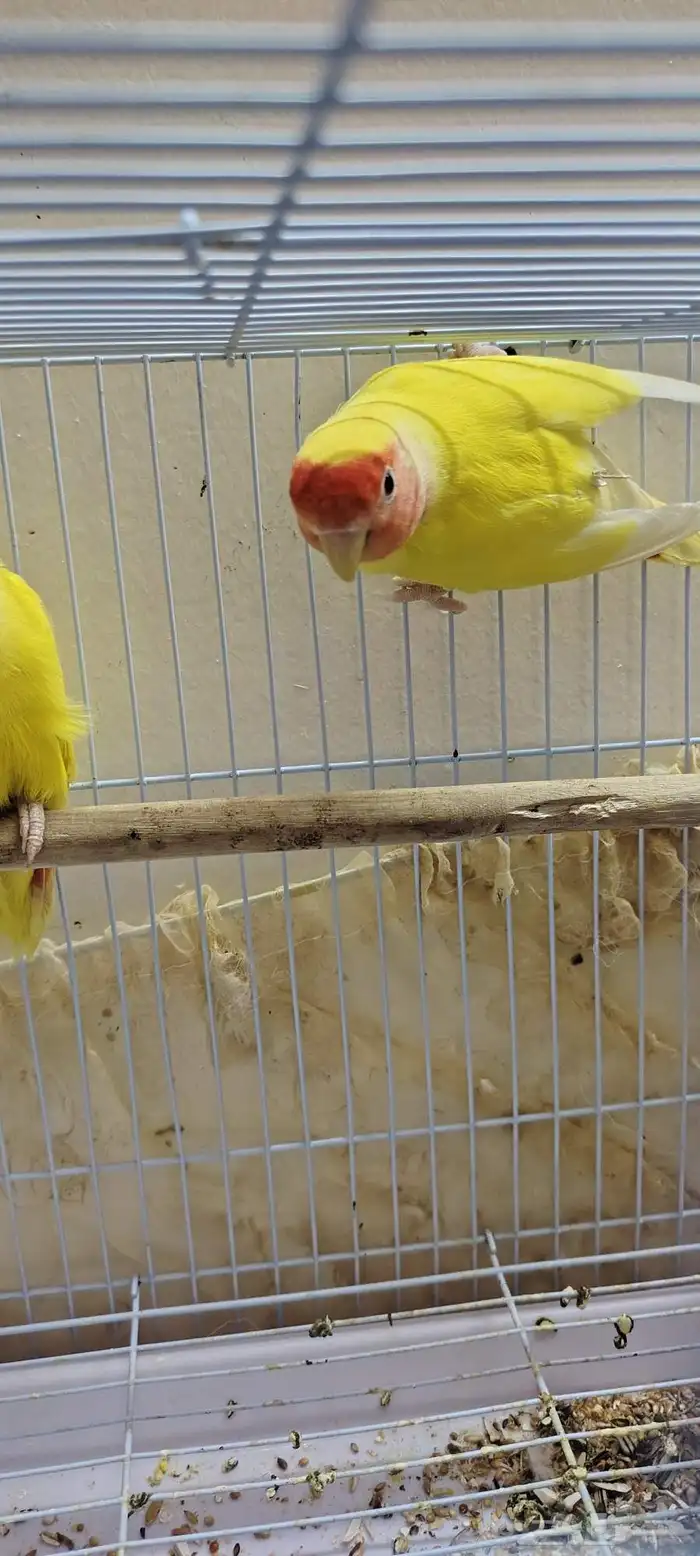 روز لاتينو للبيع او البدل بطيور مناسبة 6