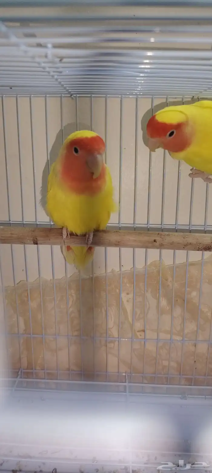 روز لاتينو للبيع او البدل بطيور مناسبة 2