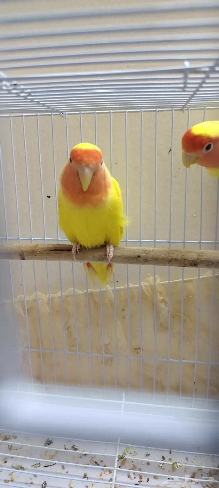 روز لاتينو للبيع او البدل بطيور مناسبة 7