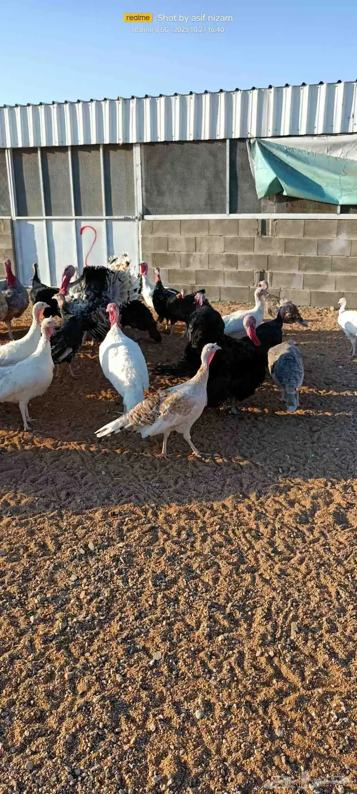 50 دجاجه رومي العمر 11 شهر 0