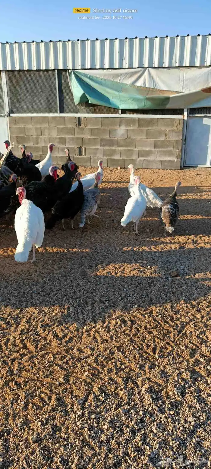 50 دجاجه رومي العمر 11 شهر 2
