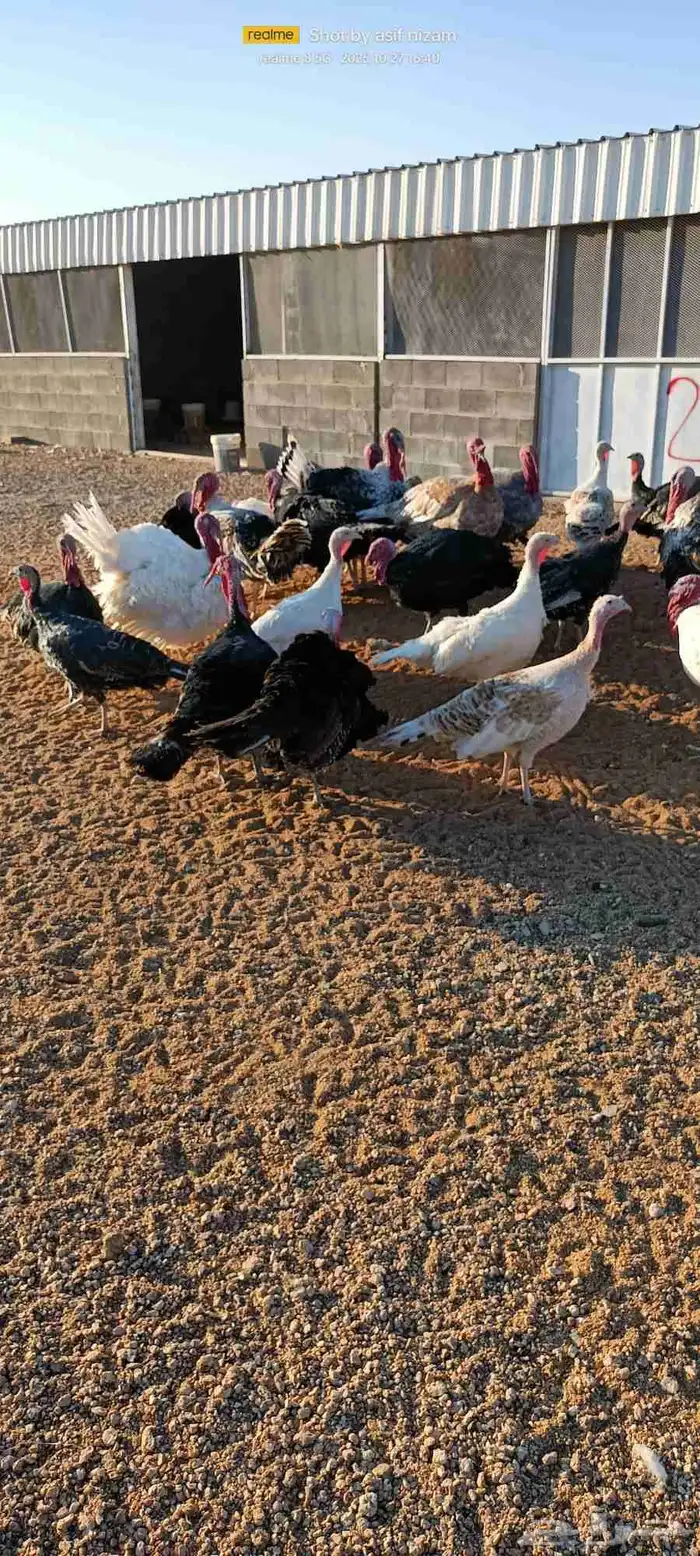 50 دجاجه رومي العمر 11 شهر 5