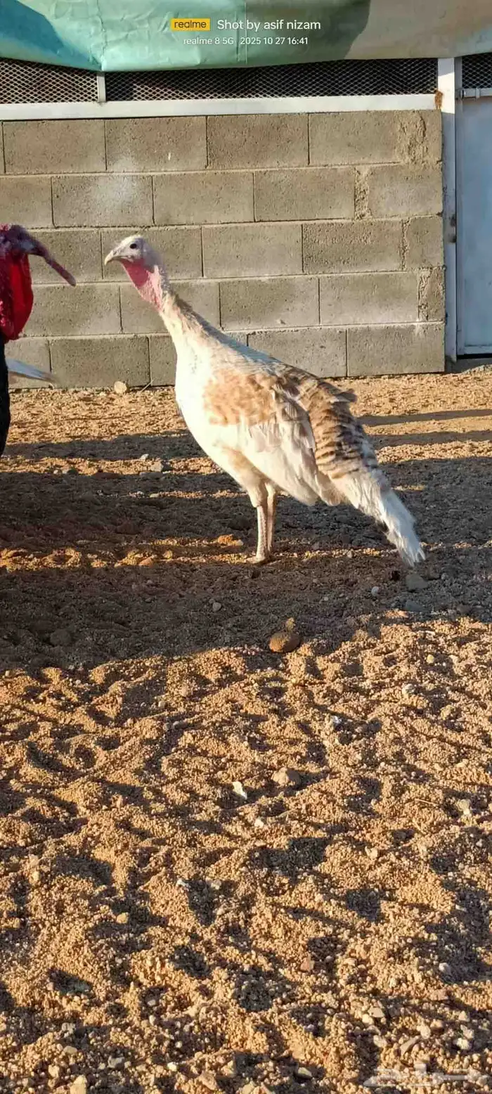 50 دجاجه رومي العمر 11 شهر 6