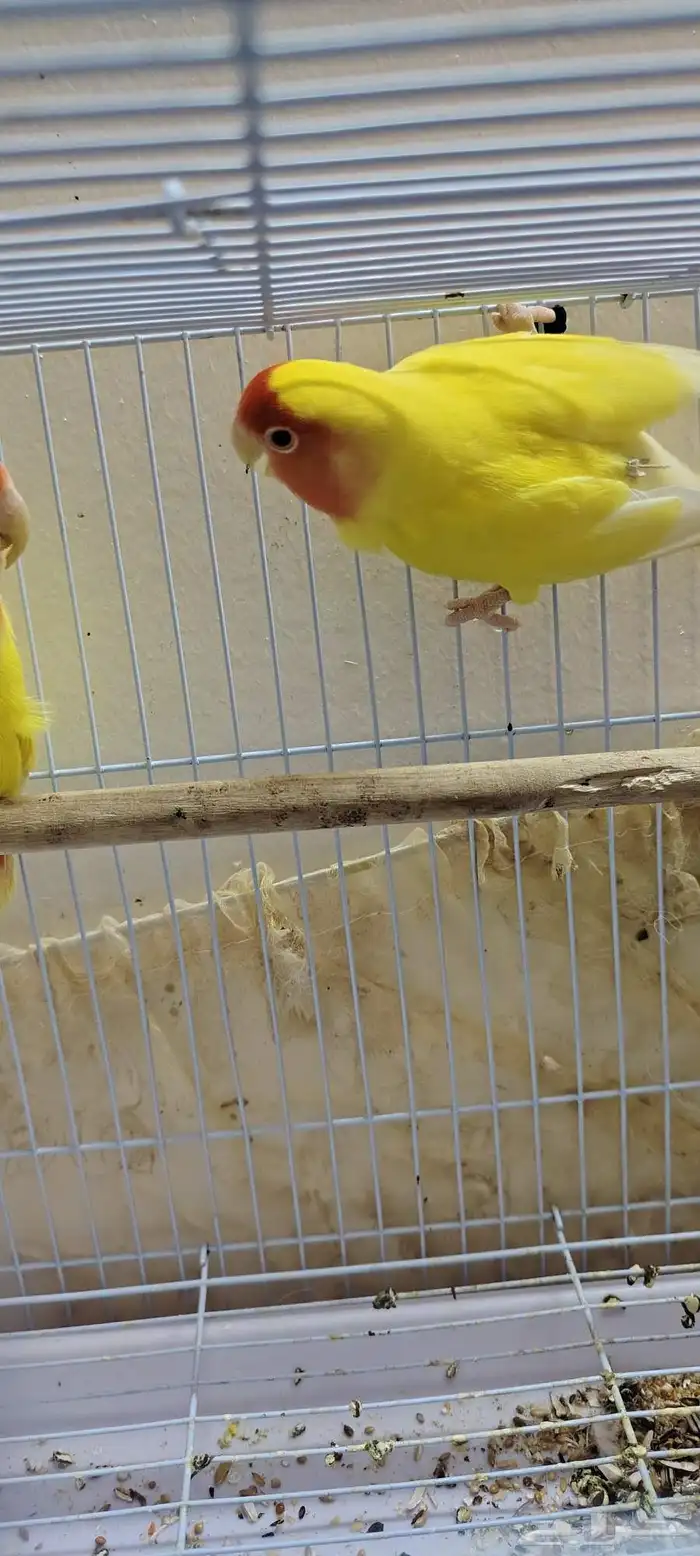 روز لاتينو للبيع او البدل بطيور مناسبة 3