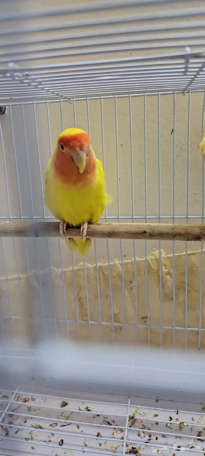 روز لاتينو للبيع او البدل بطيور مناسبة 5