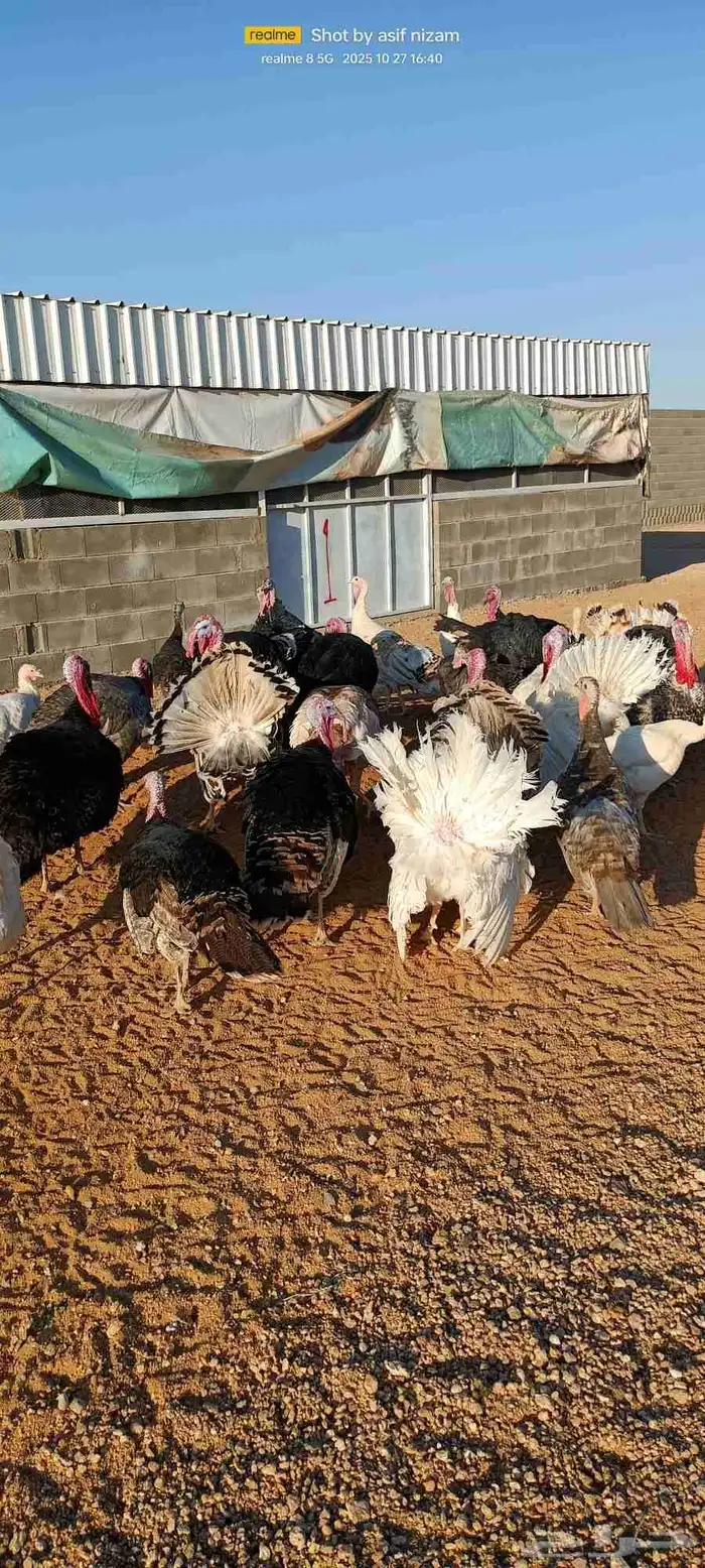 50 دجاجه رومي العمر 11 شهر 3