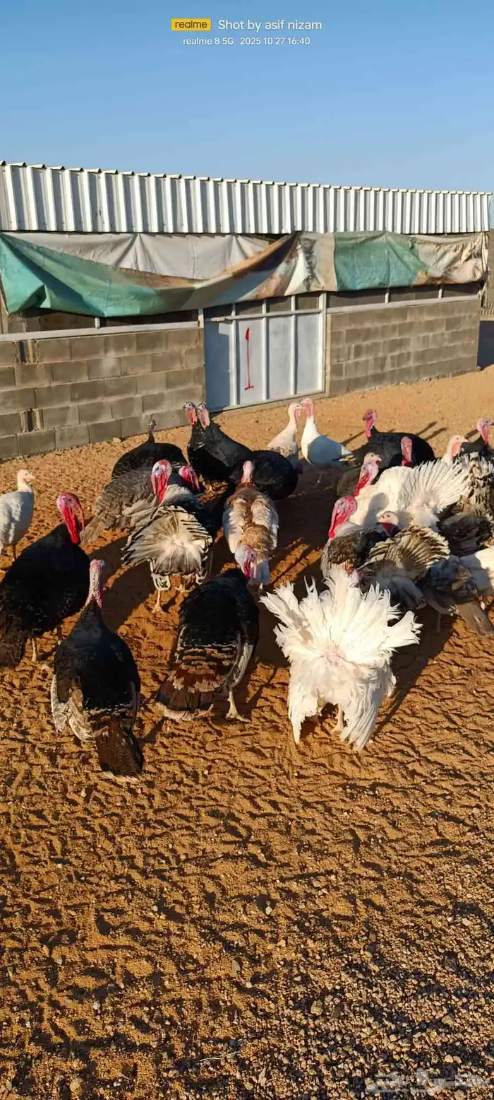 50 دجاجه رومي العمر 11 شهر 9