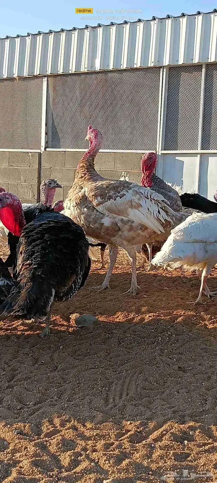 50 دجاجه رومي العمر 11 شهر 7