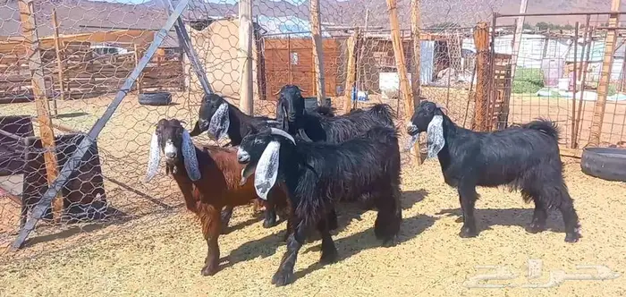 (تم البيع ) 5 تيوس مخاصي ذبايح طيبه 19