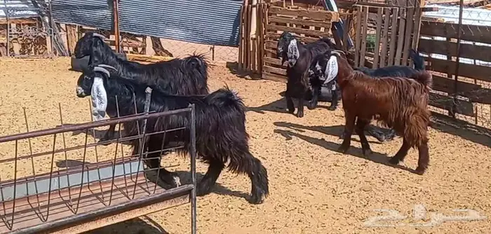 (تم البيع ) 5 تيوس مخاصي ذبايح طيبه 8