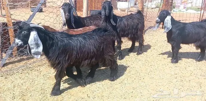 (تم البيع ) 5 تيوس مخاصي ذبايح طيبه 15