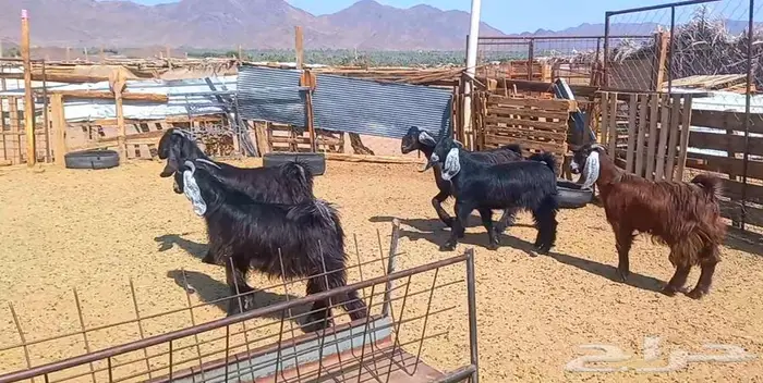 (تم البيع ) 5 تيوس مخاصي ذبايح طيبه 5