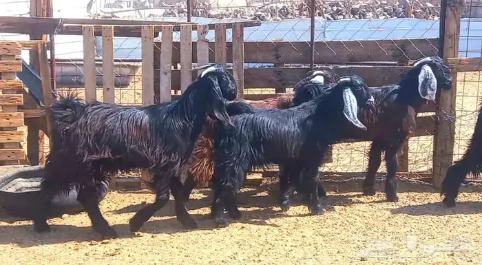 (تم البيع ) 5 تيوس مخاصي ذبايح طيبه 9