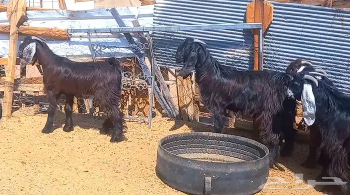 (تم البيع ) 5 تيوس مخاصي ذبايح طيبه 13