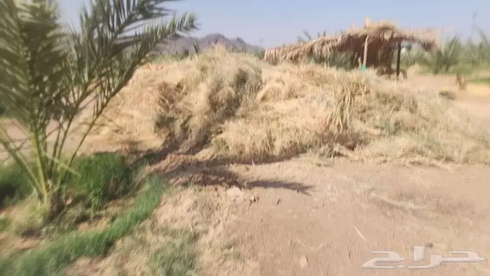 أعلاف من المزرعة 4