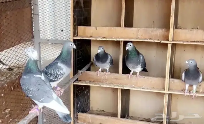 زاجل جان اردن 1