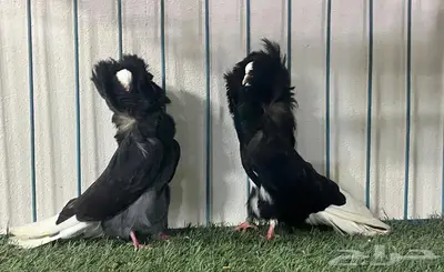 جاكوبين index