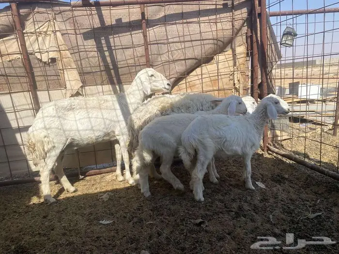 للبيع العرض الاول ثنيه 4