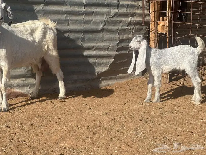 عنز مشروكه حليب جديد معها جفره 3