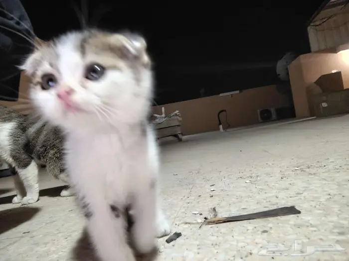 قطط للتبني 5