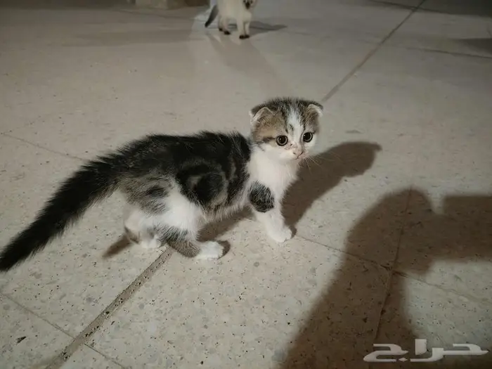 قطط للتبني 8