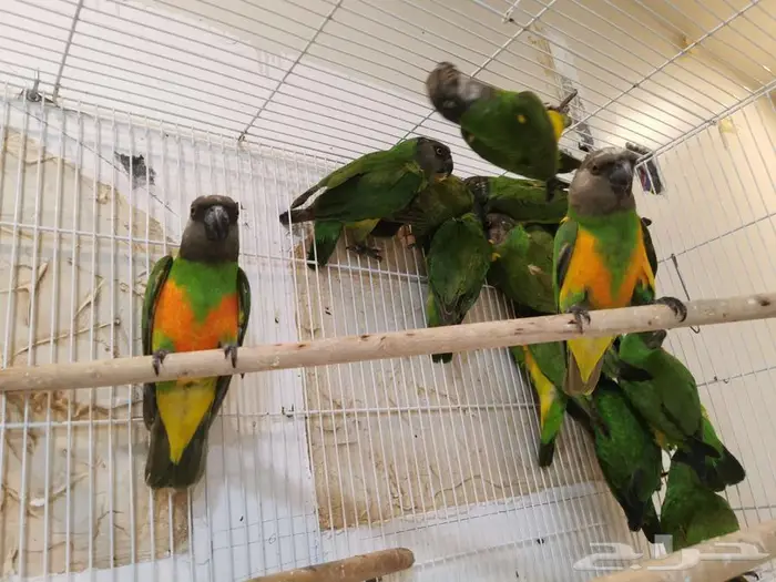 للبيع ببغاء سنغالي الاحساء المحدود 0