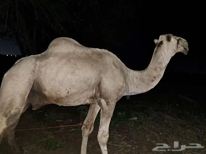 جمل للبيع 3