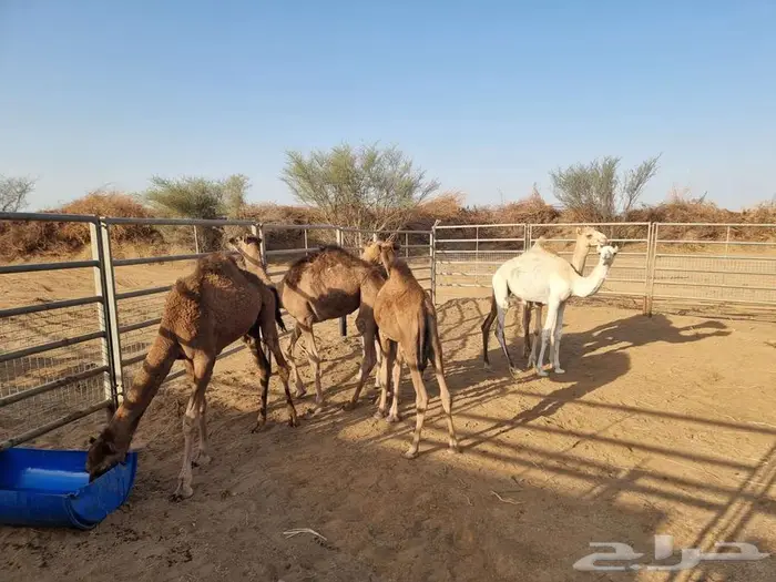 قعدان لبانيه 6