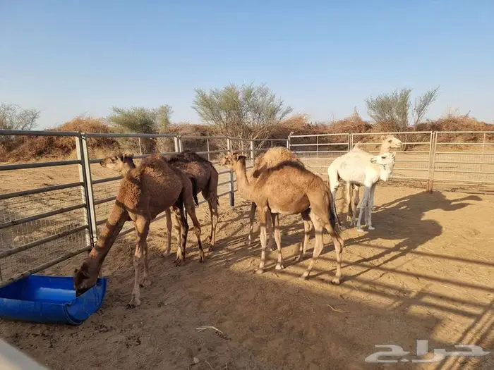 قعدان لبانيه 5